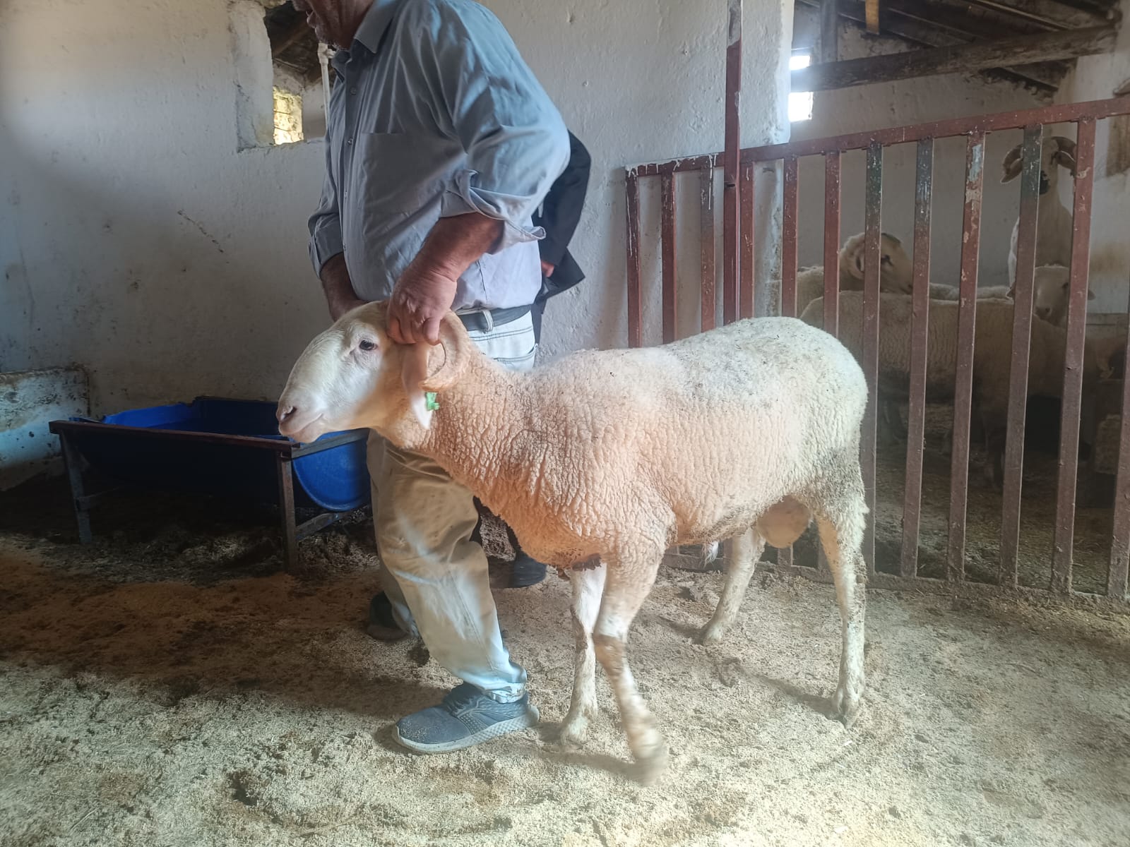 Çiftlikten görüntü