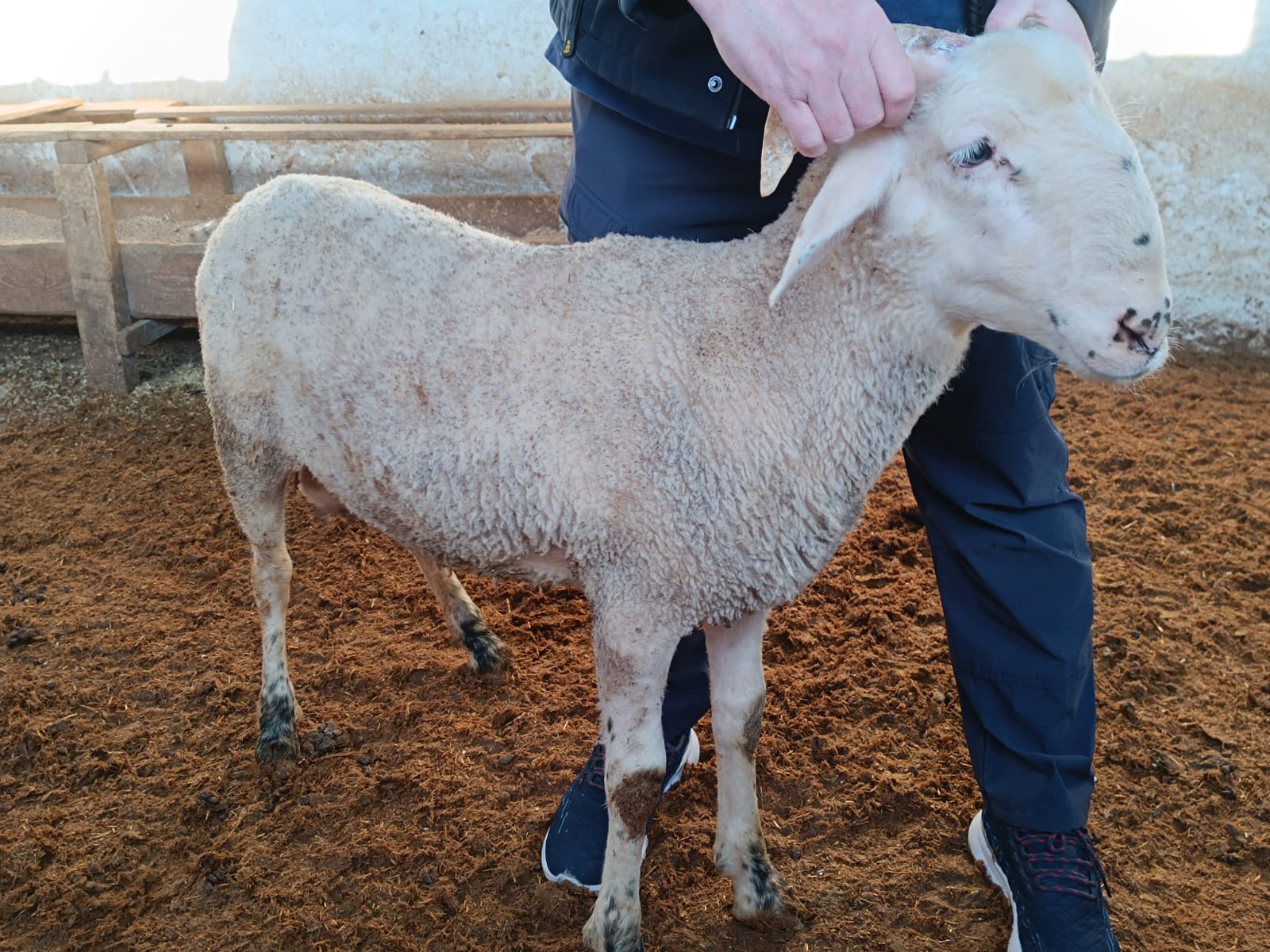 Çiftlikten görüntü