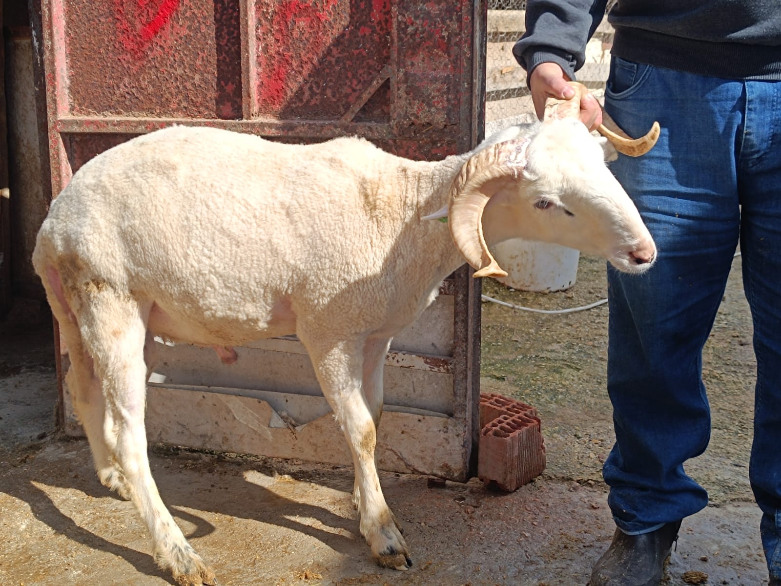 Çiftlikten görüntü