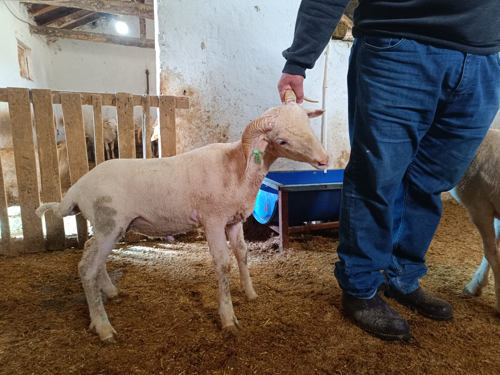 Çiftlikten görüntü