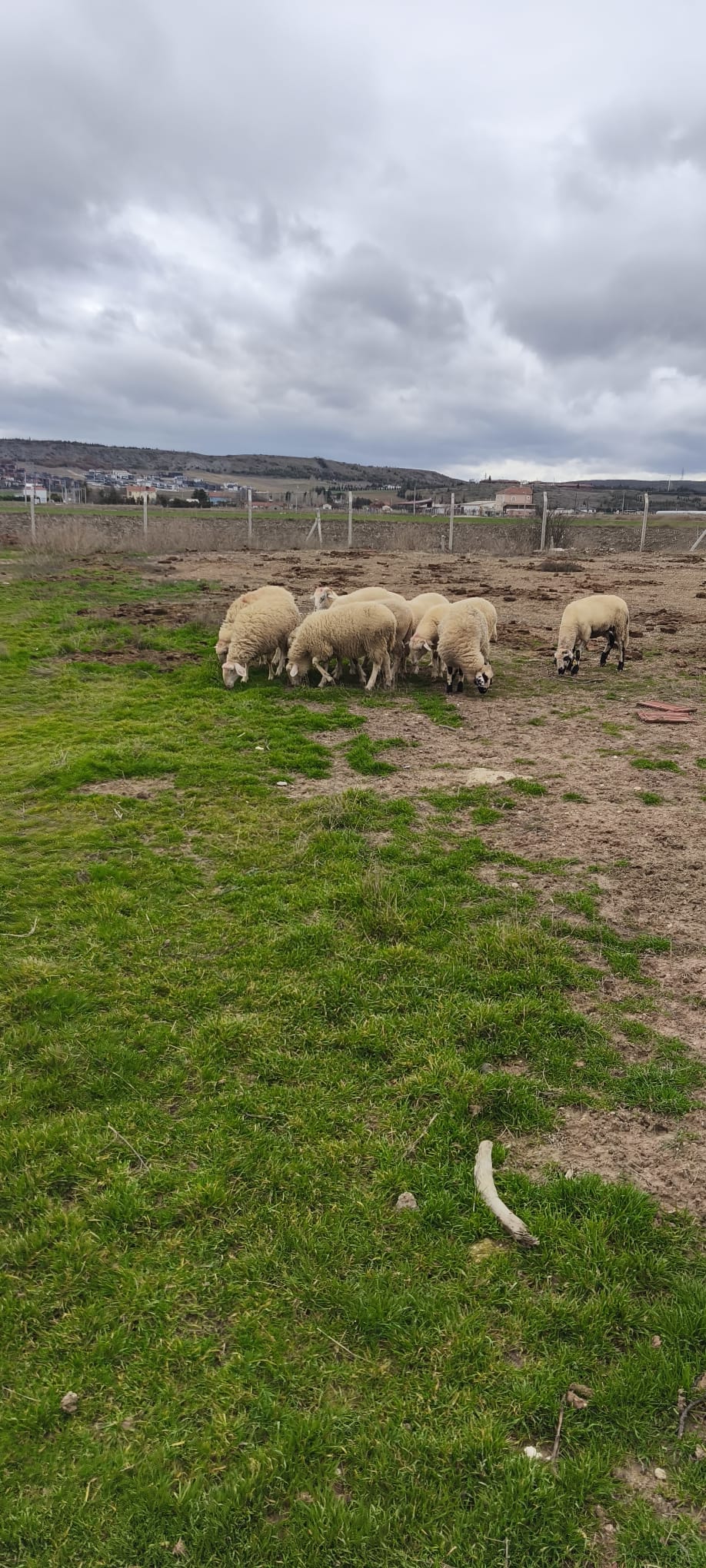 Çiftlikten görüntü