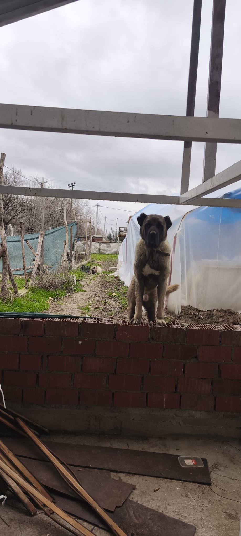 Çiftlikten görüntü