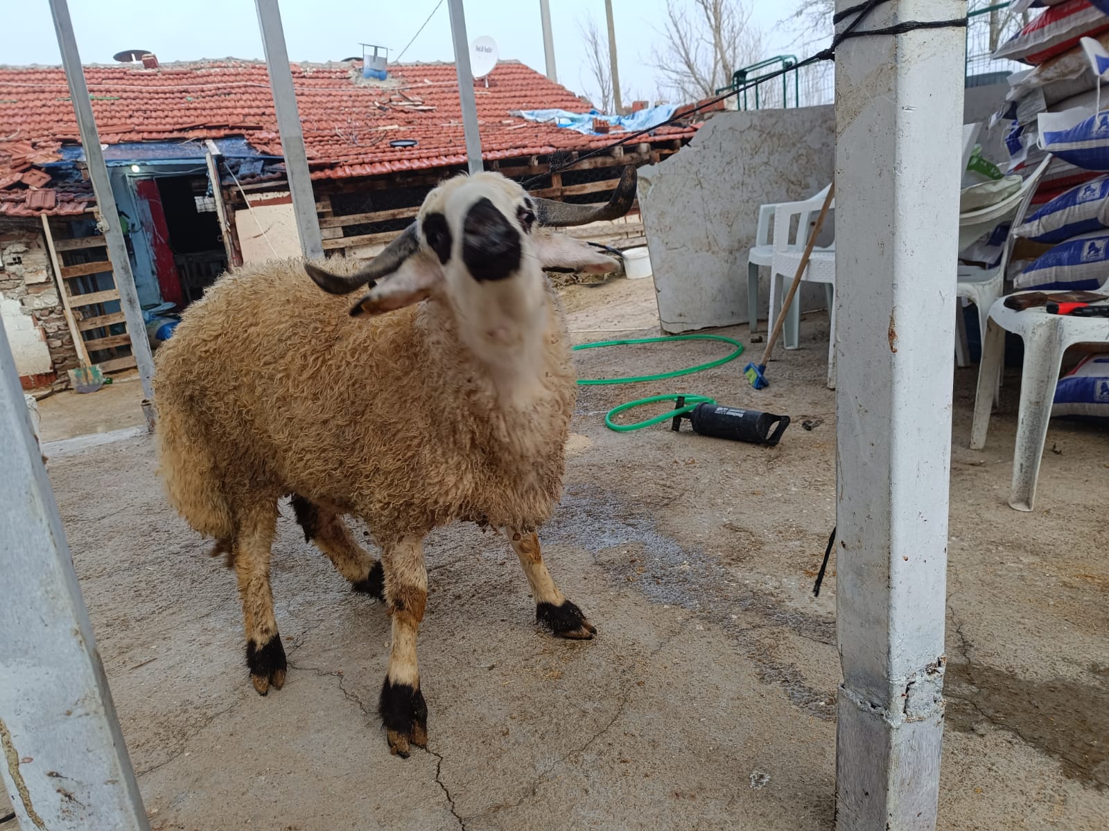 Çiftlikten görüntü