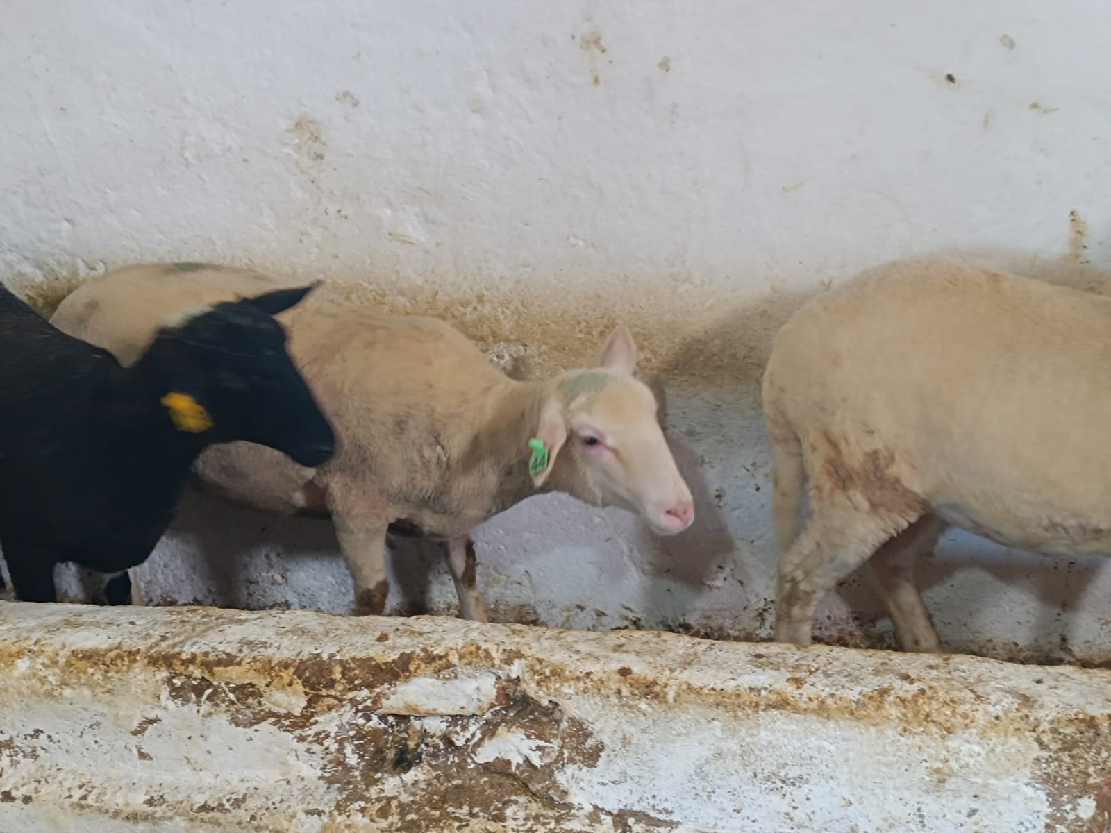 Çiftlikten görüntü