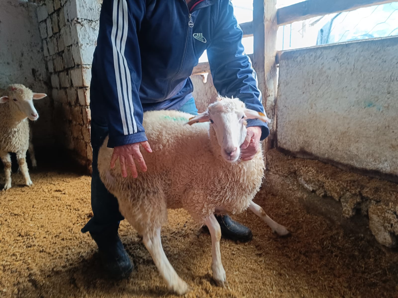 Çiftlikten görüntü