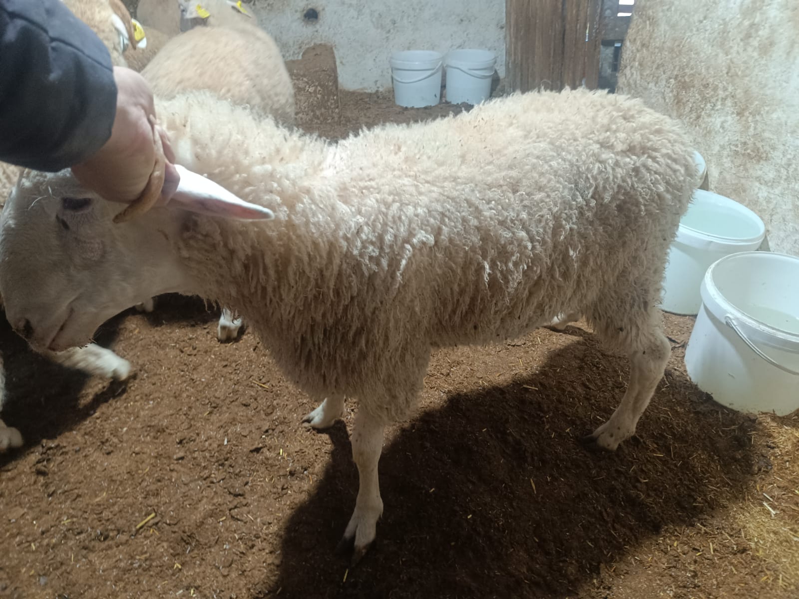 Çiftlikten görüntü